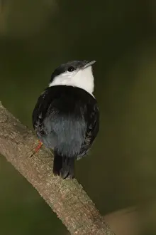 White-bearded Manakin (Manacus manacus) adult male, perched on branch, Iguazu N. P. Misiones, Argentina, november
