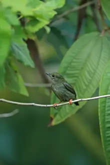 Lesser Antilles Prints: White-bearded Manakin (Manacus manacus trinitatis) adult female