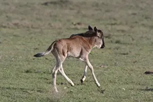 White-bearded Wildebeest (Connochaetus taurinus mearnsi) calf, running, Serengeti, Tanzania