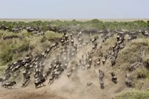 White-bearded Wildebeest (Connochaetus taurinus mearnsi) and Common Zebra (Equus quagga) herd