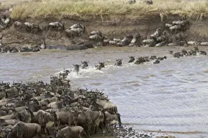 White-bearded Wildebeest (Connochaetus taurinus mearnsi) herd, crossing river on migration, Mara River, Masai Mara
