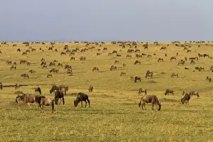 White-bearded Wildebeest (Connochaetus taurinus mearnsi) herd, grazing on migration in savannah habitat