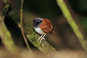 Trinidad And Tobago Prints: White-bellied Antbird (Myrmeciza longipes) adult male
