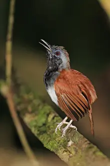 White-bellied Antbird (Myrmeciza longipes) adult male, singing, perched on branch, Trinidad, Trinidad and Tobago, April