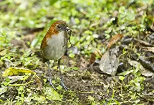 White-bellied Antpitta (Grallaria hypoleuca) adult, feeding on worm and caterpillar