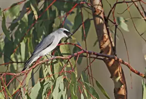 Plateau Prints: White-bellied Cuckooshrike (Coracina papuensis) adult male