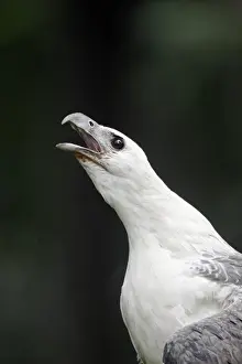 White-bellied Fish-eagle (Haliaeetus leucogaster) adult, calling, close-up of head and neck, Indonesia, march (captive)