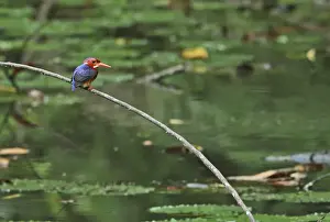 Rainforest Prints: White-bellied Kingfisher (Alcedo leucogaster bowdleri) adult