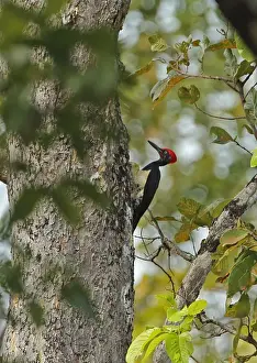 White-bellied Woodpecker (Dryocopus javensis feddeni) adult male, clinging to tree trunk, Prey Veng, Cambodia, January
