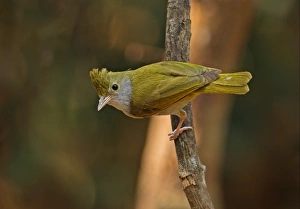 Kaeng Krachan Prints: White-bellied Yuhina (Erpornis zantholeuca) adult