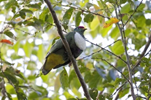Pigeon Prints: White-bibbed Fruit-dove (Ptilinopus rivoli) adult