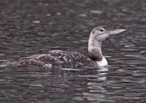 Diver Prints: White-billed Diver (Gavia adamsii) immature