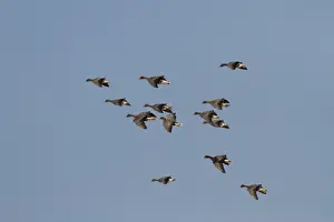 White-breasted Cormorant (Phalacrocorax lucidus) adult, in flight, Bettys Bay, Western Cape, South Africa, December