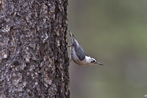 Uutah Prints: White breasted Nuthatch on pine tree, Utah, USA