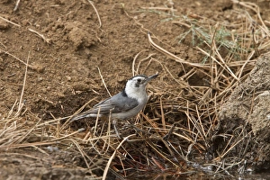 White breasted Nuthatch on pine tree, Utah, USA