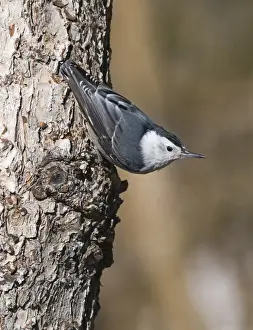 New Mexico Prints: White-breasted Nuthatch (Sitta carolinensis) adult