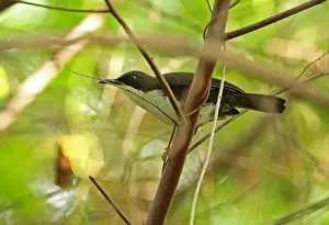 Lesser Antilles Prints: White-breasted Thrasher (Ramphocinclus brachyurus sanctaeluciae) adult