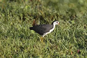 Waterbirds Prints: White-breasted Waterhen (Amaurornis phoenicurus) adult
