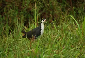 Rail Prints: White-breasted Waterhen (Amaurornis phoenicurus) adult