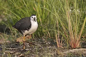 White-breasted Waterhen (Amaurornis phoenicurus) adult, walking on mud, Hong Kong, China, October