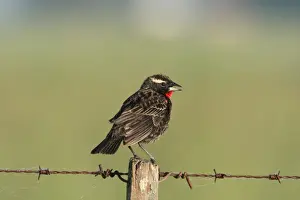 Black Bird Prints: White-browed Blackbird (Sturnella superciliaris) immature male