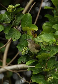 Bul Bul Prints: White-browed Bulbul (Pycnonotus luteolus insulae) endemic race