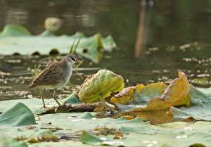 Pads Prints: White-browed Crake (Porzana cinerea) adult