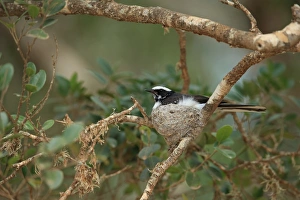 Nest Prints: White-browed Fantail (Rhipidura aureola) adult