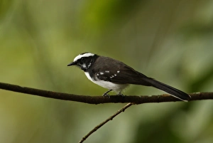 White-browed Fantail (Rhipidura aureola) adult, perched on twig, Sri Lanka, december