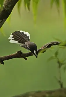 White-browed Fantail (Rhipidura aureola) adult male, fanning tail in display, perched on branch, Sri Lanka, december