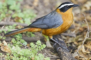 Kenyan Prints: White-browed Robin-chat (Cossypha heuglini) adult, standing on fallen twig, Kenya, October