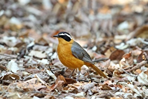 Chobe Prints: White-browed Robin-chat (Cossypha heuglini) adult