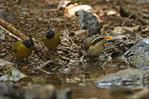 White-browed Scimitar-babbler (Pomatorhinus schisticeps) and Black-crested Bulbul (Pycnonotus melanicterus) adults, drinking at forest pool, Kaeng Krachan N. P. Thailand, february