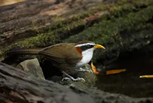 Kaeng Krachan Prints: White-browed Scimitar-babbler (Pomatorhinus schisticeps) adult