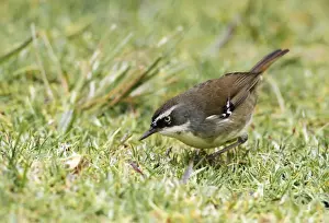 Subtropics Prints: White-browed Scrubwren (Sericornis frontalis) adult