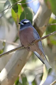 Northern Territory Prints: White-browed Woodswallow (Artamus superciliosus) adult