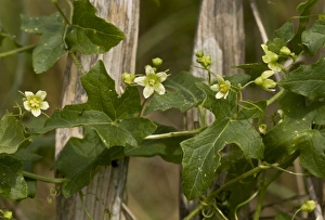 Fence Prints: White Bryony (Bryonia dioica) flowering, growing on fence, August