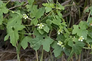 Wild Prints: White Bryony, Bryonia dioica, vigorous climbing wild plant in flower on old Leylandii hedge