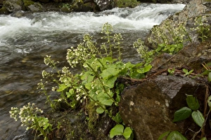White Butterbur (Petasites albus) flowering, growing beside stream in woodland, French Pyrenees, France, May