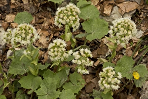 Vercors Prints: White Butterbur (Petasites albus) flowering, Vercors, French Alps, France, May