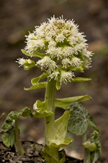 Southeastern Europe Prints: White Butterbur (Petasites albus) flowering, Rila Mountains, Bulgaria, may