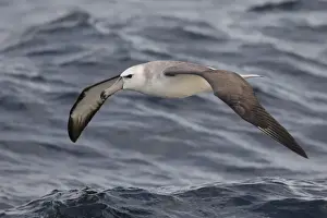 Albatrosses Prints: White-capped Albatross (Thalassarche steadi) immature