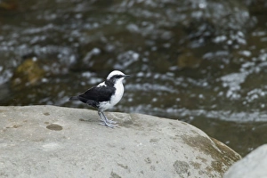 Equatorial Prints: White-capped Dipper (Cinclus leucocephalus) adult