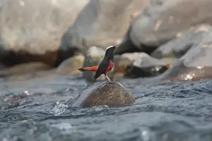 Himalayan Prints: White-capped Water-redstart (Chaimarrornis leucocephalus) adult