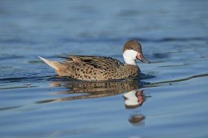 Anatidae Prints: White-cheeked Pintail (Anas bahamensis) adult, swimming (captive)