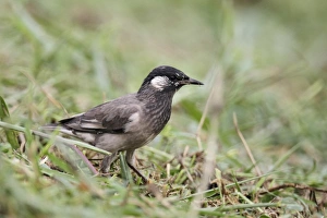Grey Prints: White-cheeked Starling (Sturnus cineraceus) adult