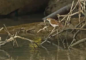 Nest Prints: White-chested Babbler (Trichastoma rostratum rostratum) adult, collecting nesting material