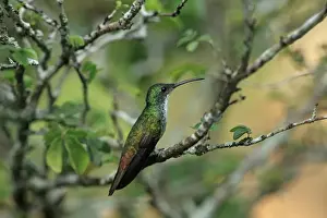 White-chested Emerald (Amazilia chionopectus) adult, perched on twig, Trinidad, Trinidad and Tobago, March