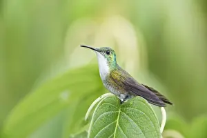 Trinidad And Tobago Prints: White-chested Emerald (Amazilia chionopectus) adult