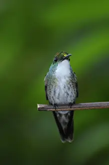Emerald Prints: White-chested Emerald (Amazilia chionopectus) adult